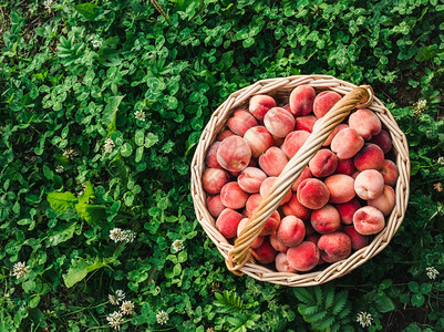 自然庄稼从上到下看户外概念一种美味健康的饮食篮子一种成熟多汁的桃子近似于食物和健康的篮子红色图片