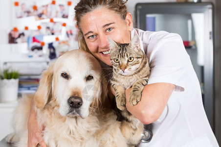 兽医咨询与他的金色猎狗和猫进行助手检查科动物图片素材
