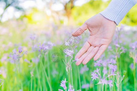 裙子成人色调田里的女和鲜花用手摸紫花带复制空间图片