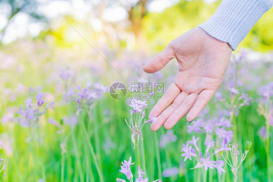 裙子成人色调田里的女和鲜花用手摸紫花带复制空间图片