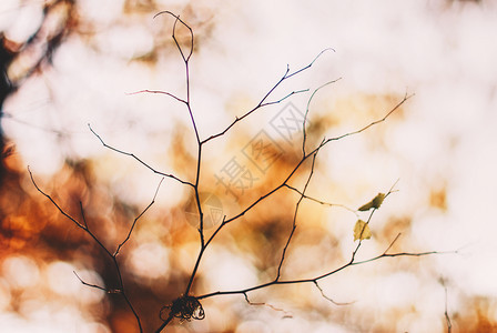 秋冬干枯的树枝图片