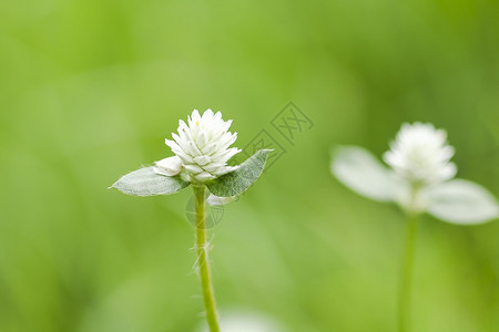 草本植物新鲜的Gomphrena硫化物在大自然中有着美丽的白花市场图片
