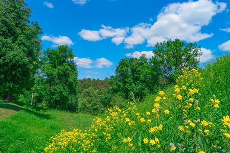 郁葱环境夏月风景有草森林天空和鲜花朵图片