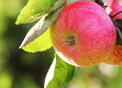 秋季成熟的苹果图片