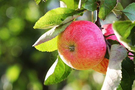 秋季成熟的苹果图片