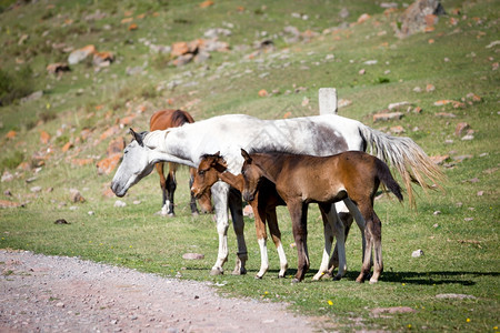 家畜户外景观灰色的马和草地上两只鹅图片