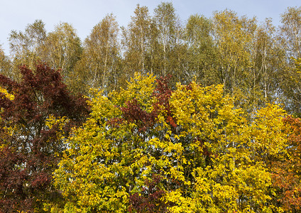 天秋季的绿树黄和色叶子的树枝黄户外林地图片