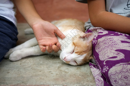 抚摸熟睡的猫咪图片