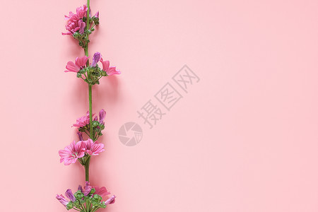 躺着布局粉红色背景上带有紫花朵的分支边框带有文本的复制空间顶部视图平躺模板用于您的设计邀请明信片带有紫色花朵的分支边框粉红色背景图片
