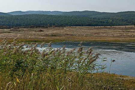 保加利亚索非附近的莱斯诺夫卡河上大坝水库或布满Ognyanovo河的JuncusofbuildOgnyanovo森林靠近间空地图片