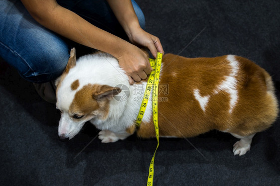 生病的减少糖尿可爱的狗是如此PembrokeWelsCorgi通过软胶带措施或用来检查腰部尺寸以柔软的胶片衡量肥胖和脂肪导致体重图片