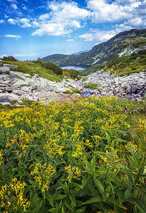 草谷顶峰山地风景有黄色花朵湖泊和岩石的风景图片