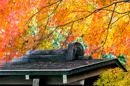 日本秋季森林里的建筑图片