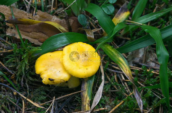生长天模糊森林密闭处的野生食用黄蘑菇RussulaClarroflava通常称为黄沼泽鲁苏拉或bitliging图片