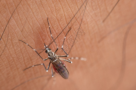 药物疾病蚊子脑炎登盖氏菌和Zika携带的疟疾登革热和Zika传播的蚊子数量翅膀图片