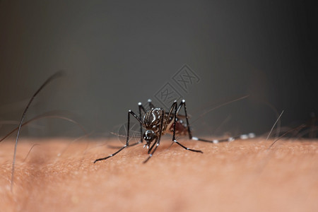 蚊子脑炎登盖氏菌和Zika携带的疟疾登革热和Zika传播的蚊子数量寄生夏天药物图片