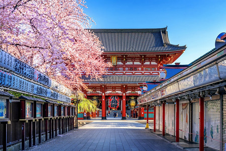 日本东京浅草的樱花和森素寺夜晚植物群神道图片