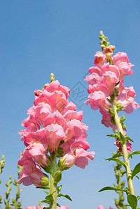 花的蓝色天空下野生的粉红飞龙花朵草地宁静图片