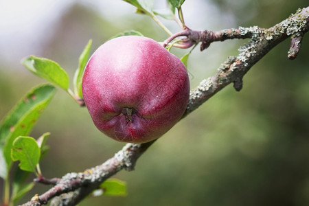 红苹果在树枝上生长成熟目的圆形图片