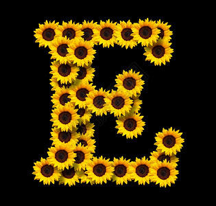 繁荣生日首字母E由黄色向日葵花制成在黑色背景上隔绝的花朵设计爱情概念的元素为母亲们设计理想一天和春季主题装饰图片