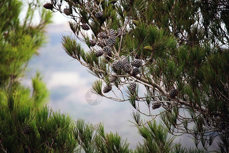质地单身的松树和果子对着蓝天空的松树棕锥在或黑色上美丽的长针在树枝上选择焦点自然的概念树木图片