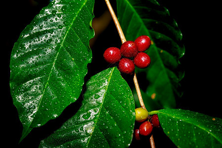 树枝上红色的咖啡豆浆果图片
