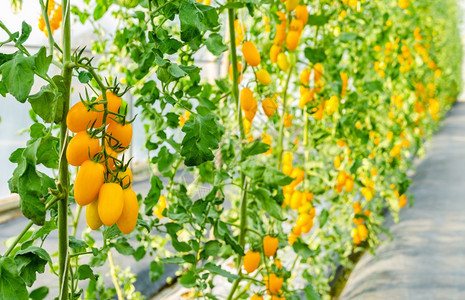 抗氧化剂新鲜的健康温室花园植物上的新鲜黄成熟樱桃西红柿图片