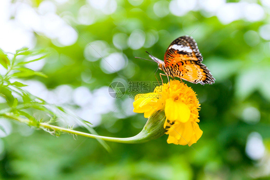花的绽放植物群蝴蝶在花朵上吃着蜜的香甜果在花朵上涂着橙色蝴蝶图片