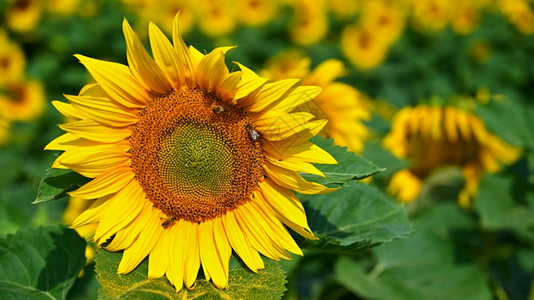 草地太阳美丽的黄色花朵有蜜蜂的向日葵传统多彩的夏季背景传统图片