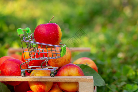 健康桌子花园里一盒苹果的背景上有熟红苹果的小推车买图片