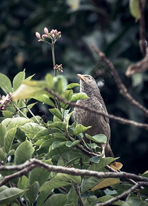 户外总是棕色的斯里兰卡黄色的巴布勒鸟紧贴在树枝上图片