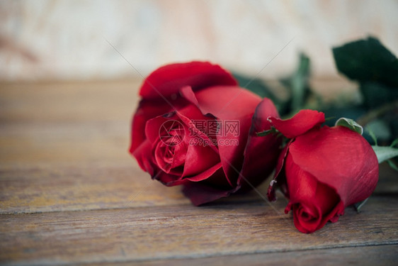 红玫瑰自然花朵图片