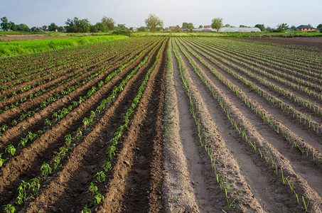场地农田一半用胡椒和利叶树苗种植在小农田上种植蔬菜农产工业养殖植物农园地景观耕种农村自然图片