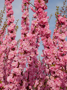 年轻的明亮盛开日本樱桃树在春天的樱花之在空背景上拍摄芽图片