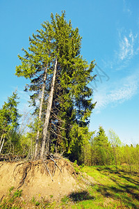 俄罗斯分支环境美丽的松树和蓝天背景图片