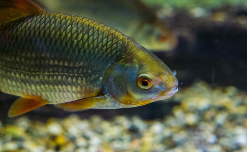 纽荷尔橙动物成人眼睛普通的陆克文面部紧闭鱼在欧亚水域中大量散布背景