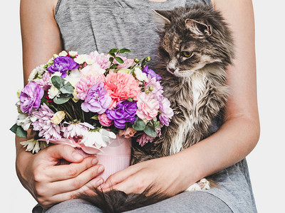 可爱的小猫古老花瓶鲜光亮的束近身女宠物护理概念美丽的小猫闪亮花束和女人朵保持毛茸的图片