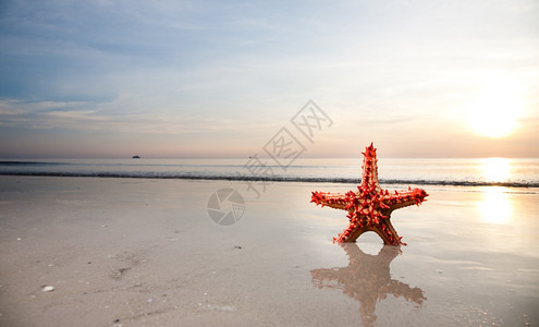 沙滩上红色的海星图片