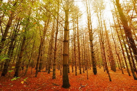 秋日的森林风光图片
