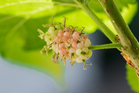 食物澳大利亚果子转成深红紫色或黑时它会变成金红色或黑的紫生长图片