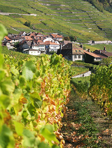 蒙特勒山瑞士拉沃的葡萄园柴金图片
