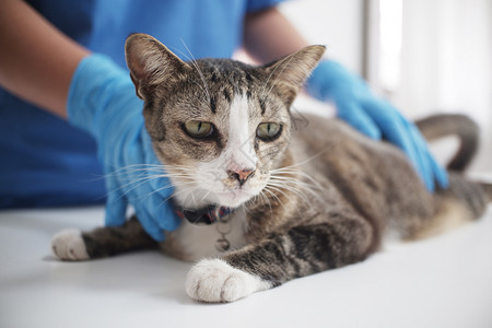 兽医在诊所检查小猫特写图片