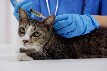 兽医在诊所检查小猫特写图片