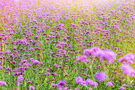 马鞭草科花的园紫色田美丽的马鞭草或紫顶在晚上的阳光下在泰国碧差汶府考科的背景下马鞭草花田图片