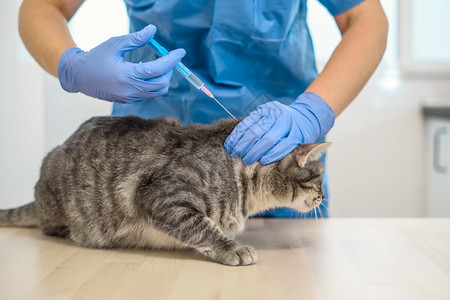 兽医正在给一只灰猫打针图片
