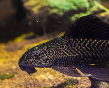 真空吸盘点缀一种来自南美洲的三栖水族馆鱼宠物也称为普通海豚类鱼一种来自美国南部的鱼类宠物居住者背景