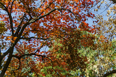 公园秋天的树木图片