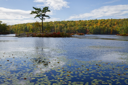 平静的美丽黄色与森林湖秋天风景图片