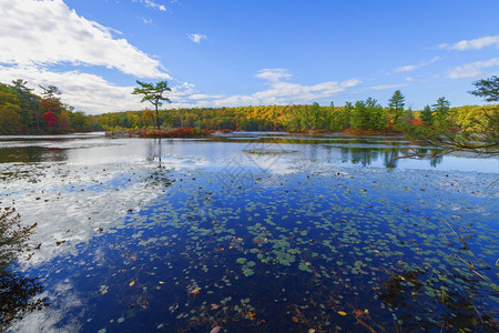 冷静的奥尔洛夫与森林湖的秋天风景田园诗般的图片