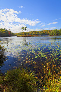 景观与森林湖的秋天风景季节橙图片